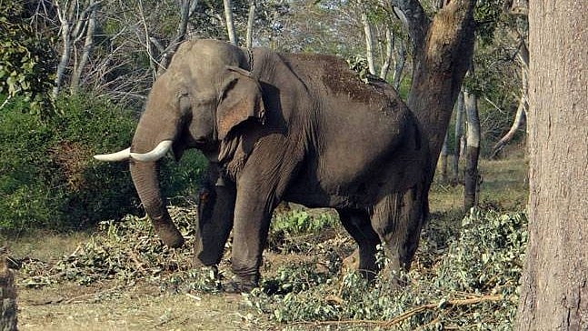 PTI : Elephant attack in mundoor